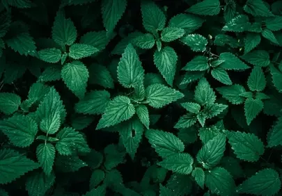 Vibrant Dark Green Nettle Leaves: Nature's Refreshing Pattern