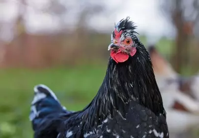 Striking Black and White Rooster Portrait in Nature