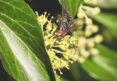 Vibrant Macro: Fly Perched on Green Leaf in Natural Light