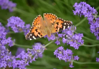 Vibrant Painted Lady Butterfly on Lavender