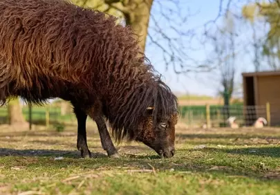 Rustic Beauty: Ouessant Sheep Grazing in Golden Sunlight