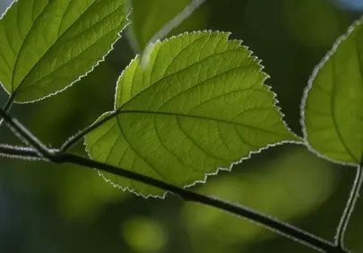 Vibrant Green Leaf Illuminated by Sunbeam