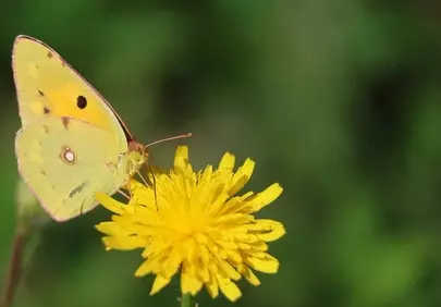 Vibrant Clouded Sulphur: Dandelion Pollination in Macro