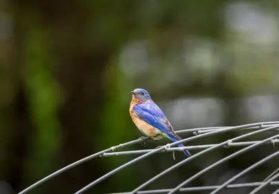 Vibrant Bluebird: Nature's Masterpiece in 4K