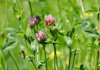 Vibrant Meadow: Red Clover's Natural Beauty