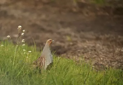 Charming Partridge Hiding in Meadow Grass