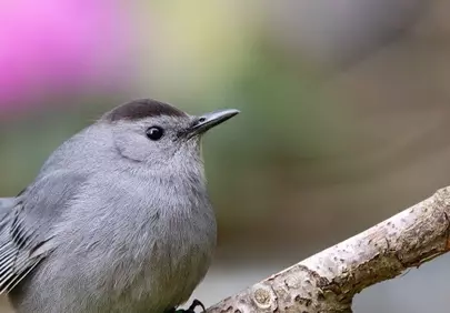 Stunning Close-up: Gray Catbird Perched in Spring Bloom