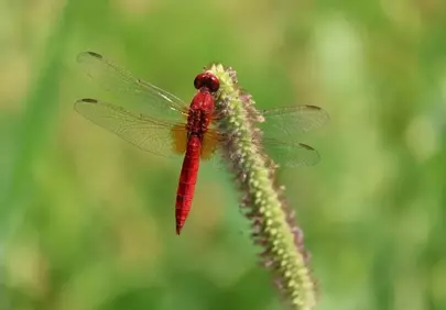 Vivid Red Dragonfly Perched on Green Stem, Macro Nature Detail