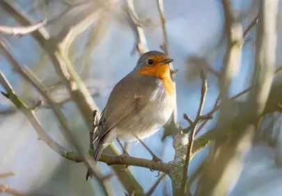 Vibrant Robin Perched: Spring's Delicate Wild Beauty