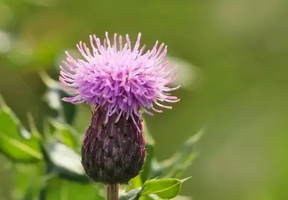 Vibrant Pink Thistle Bloom in Summer Sunlight