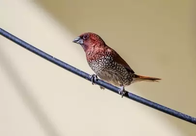 Stunning Scaly-Breasted Munia Perched on a Wire