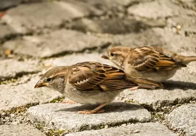 Charming Sparrows Foraging on Urban Pavement