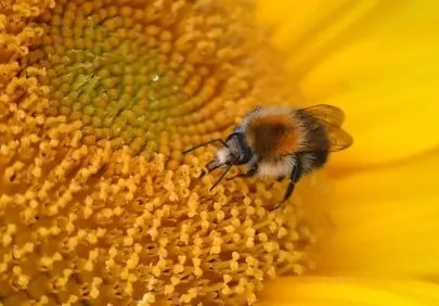 Vibrant Summer: Bee on a Golden Sunflower