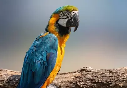 Vibrant Macaw: A Majestic Tropical Parrot Perched