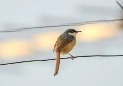 Charming Ashy Prinia Perched: Wildlife Beauty