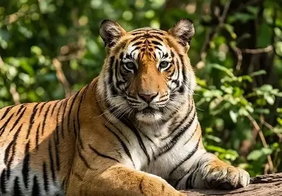 Majestic Bengal Tiger: King of the Jungle