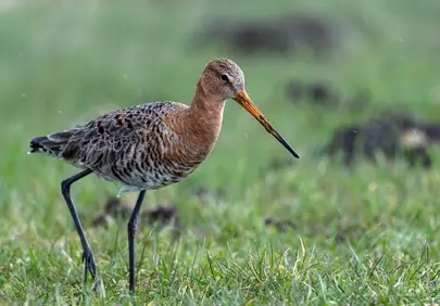 Graceful Black-tailed Godwit Foraging in Lush Wetland