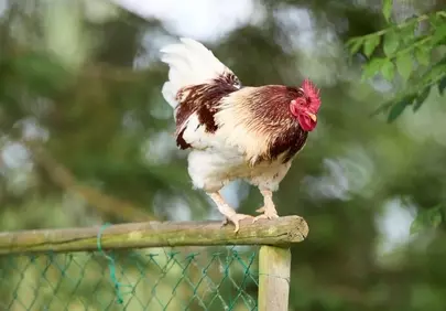 Vibrant Rooster Perched: Rural Charm & Lively Spirit