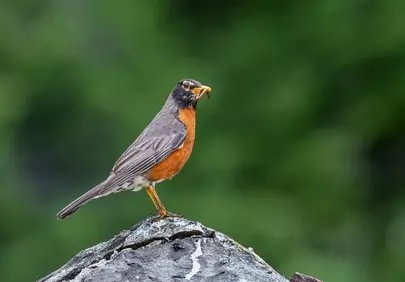 Vibrant Robin's Catch: Nature's Hunter in Focus