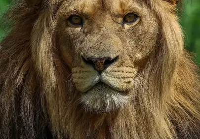Intense Gaze: Majestic Lion King of the Savanna