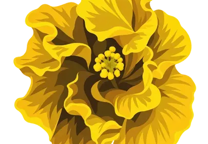 Vibrant Yellow Hibiscus Bloom: Tropical Garden Splendor