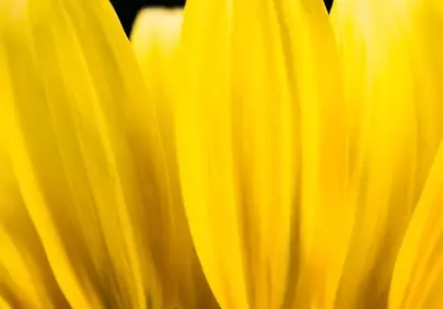 Vibrant Sunflower Macro: Golden Petals and Pollen Details