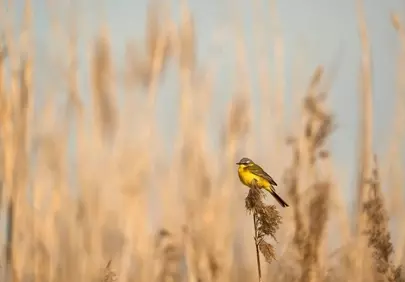 Vibrant Yellow Wagtail Perched: Nature's Solitary Gem