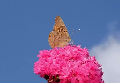Vibrant Butterfly Alights on Pink Bloom Under Blue Sky