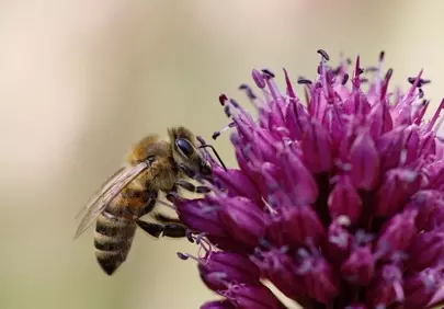 Vibrant Bloom: Bee Pollinating Allium Flower