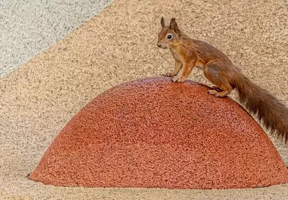 Alert Red Squirrel: Adorable Wildlife on Urban Surfaces