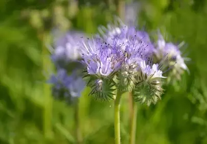 Vibrant Purple Phacelia: A Pollinator's Paradise