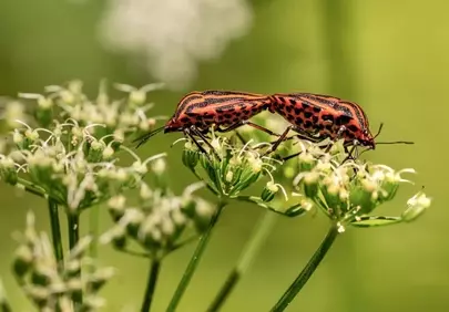 Vibrant Striped Bugs Mating on Delicate Fennel Flowers