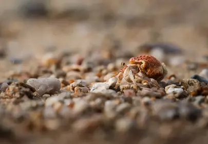 Enchanting Macro: Tiny Hermit Crab's Coastal Exploration