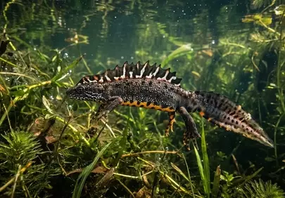 Submerged Serenity: A Newt's Aquatic Spring Dance