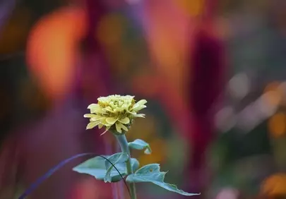 Vibrant Autumn Zinnia: Nature's Macro Masterpiece