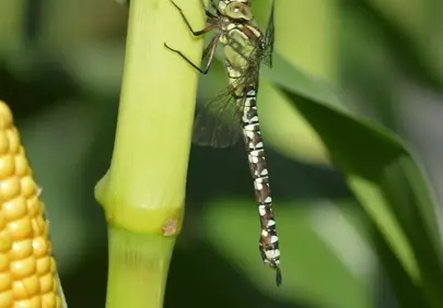 Vibrant Green Dragonfly: A Summer Macro Marvel