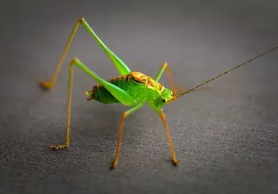 Vibrant Green Grasshopper: A Macro Nature's Marvel
