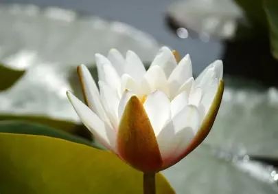 Stunning White Water Lily Blossom on Reflective Pond