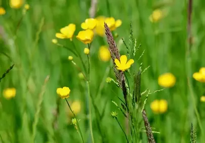 Vibrant Yellow Buttercups Dancing in a Lush Green Meadow