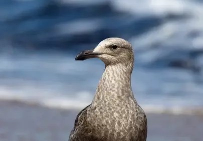 Serene Coastal Guardian: Juvenile Seagull Portrait
