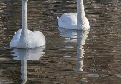 Graceful Winter Serenity: Pair of Swans on Icy Water
