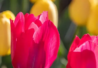 Vibrant Pink Tulips Bursting in Spring Garden