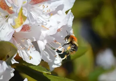 Vibrant Macro: Bumblebee Foraging on Rhododendron Blossom