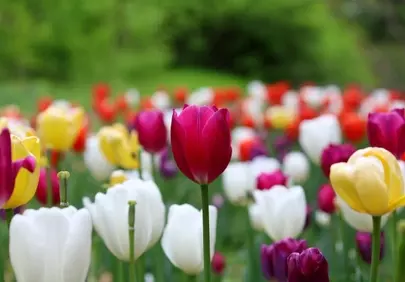 Vibrant Spring: A Dazzling Display of Colorful Garden Tulips