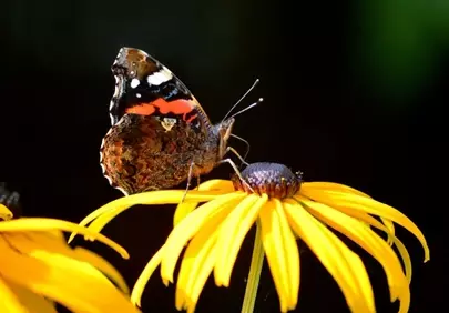Vibrant Admiral Butterfly Foraging on a Golden Coneflower