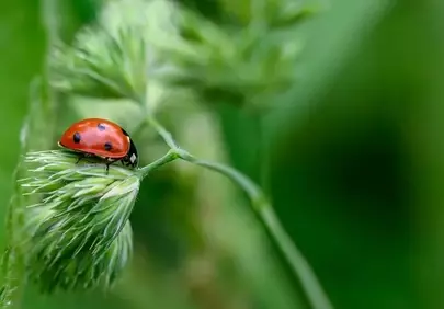 Vibrant Spring Macro: Ladybug on Green Grass