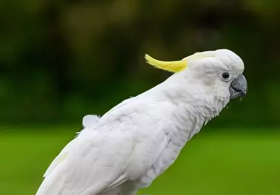 Majestic Sulphur-crested Cockatoo Perched on Branch