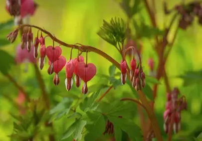 Enchanting Bleeding Hearts: Delicate Pink Blooms of Spring