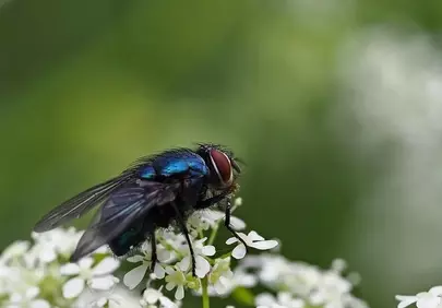 Vibrant Macro: Jewel-Toned Fly on Delicate White Blooms