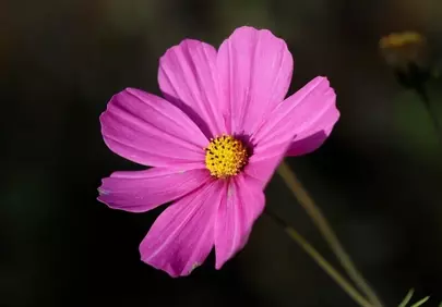 Vibrant Pink Cosmos: A Delicate Bloom of Summer